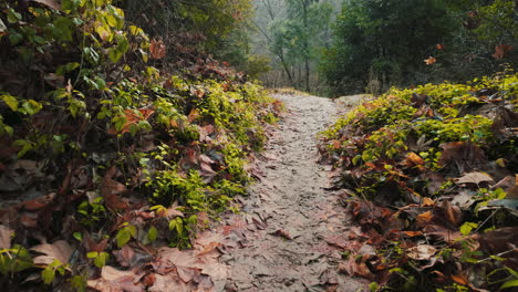 Toma-Cinematográfica-Moviéndose-Por-Un-Sendero-Natural-En-Las-Montañas-De-Santa-Cruz-De-California