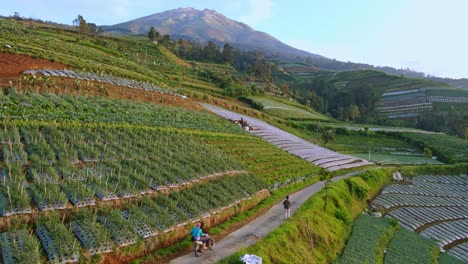 Aerial-view-of-vegetable-plantation-on-the-slope-of-Mount-Sumbing,-Indonesia