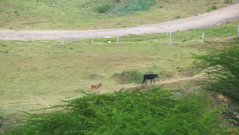 Group-of-young-cow-or-calf-walking-down-a-village-path-in-rural-india