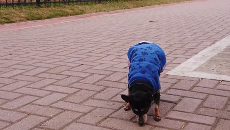 Slow-motion-shot-at-mini-pinscher-miniature-dog-jumps-with-sweater-at-urban-park