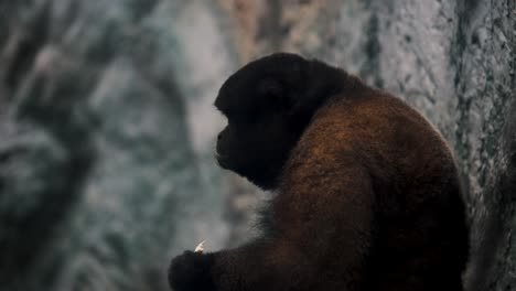 Mono-Titi-Negro-Peludo-Alimentándose-En-La-Selva-Amazónica