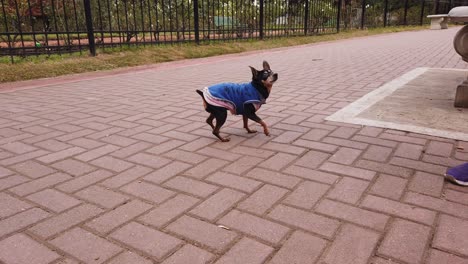 Mini-pinscher-dog-plays-with-it's-owner-at-public-urban-outdoors-park-jumping-with-a-sweater