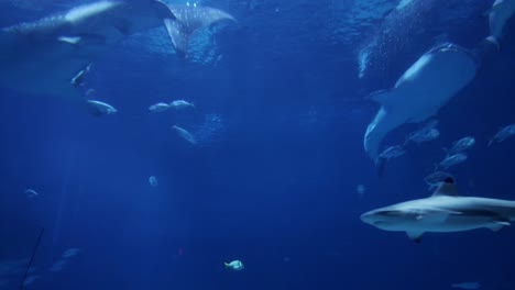 Un-Tiburón-Ballena-Nada-En-Un-Acuario