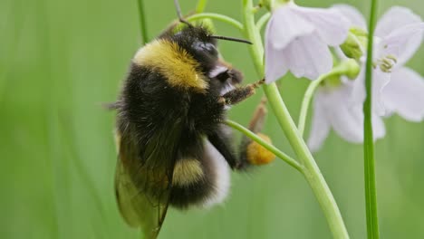 Macro-of-bumblebee-climbing-cuckoo-flower,-pollen-dust-on-fur,-loaded-pollen-baskets