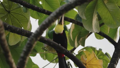 Tucán-De-Mandíbula-Castaña-Posado-En-La-Rama-De-Un-árbol-En-El-Bosque-En-Costa-Rice