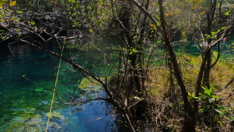 Mexican-Cenote-on-Sunny-Day,-Clear-Emerald-Water-and-Plants