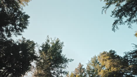 Cinematic-shot-looking-up-at-the-forest-as-the-trees-pass-by-while-driving-in-Santa-Cruz-County,-CA