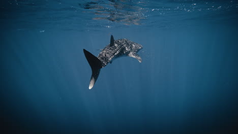 Vista-Trasera-Del-Tiburón-Ballena-En-Cámara-Lenta-Nadando-A-Lo-Largo-De-Rayos-De-Luz-De-Aguas-Azul-Oscuro