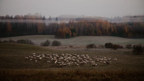 Visible-sheep-herd-and-early-morning-with-fog-around-the-tree-tops