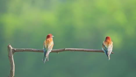 Colorful-bird-flying-onto-the-branch