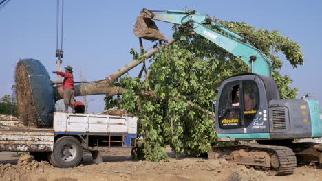 Ein-Ausgewachsener-Entwurzelter-Baum-Wird-Mit-Hilfe-Eines-Krans-Auf-Der-Ladefläche-Eines-LKWs-Für-Den-Transport-Und-Die-Verpflanzung-An-Einem-Anderen-Standort-Vorbereitet.