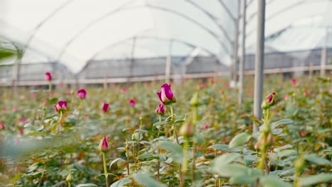 Industria-De-Las-Rosas-En-Ecuador-En-La-Naturaleza