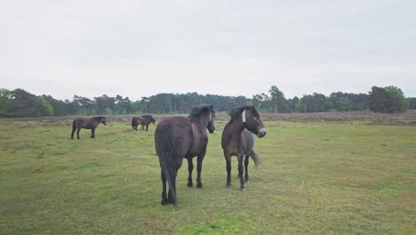 Friendly-passive-heathland-wild-ponies,-Knettishall-nature-reserve-trail,-Suffolk
