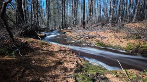 A-tranquil-stream-meanders-through-a-dense-forest-of-tall-pine-trees-under-a-clear-blue-sky,-capturing-the-serene-essence-of-springtime