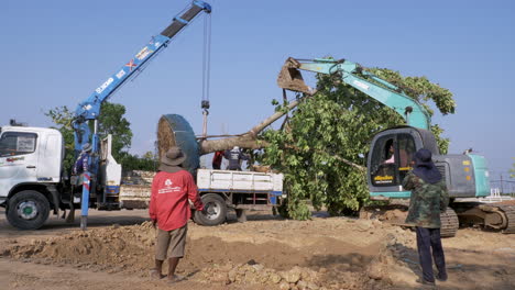 Pulling-and-setting-up-a-full-grown-tree-as-it-is-being-readied-for-replanting,-using-some-heavy-equipment-like-a-backhoe-and-a-crane-to-put-it-in-place-in-a-public-park-in-Thailand