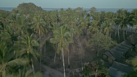 Palm-trees-and-houses-by-tropical-coast-in-Philippines,-forward-aerial