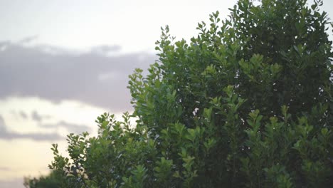 Branches-of-the-Yerba-Mate-tree,-native-to-the-Parana-jungle