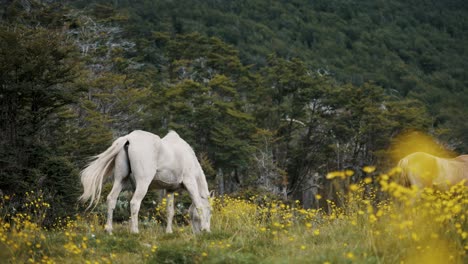 Caballos-Pastando-En-El-Campo-Argentino-Durante-La-Primavera-En-La-Patagonia,-Argentina