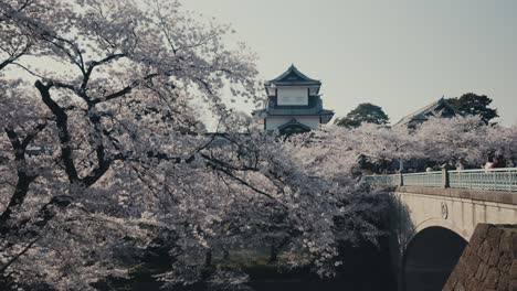 Turistas-Y-árboles-De-Sakura-En-El-Parque-Del-Castillo-De-Kanazawa-En-Primavera-En-Kanazawa,-Japón