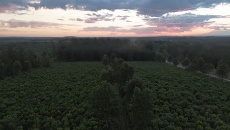 Aerial-landscape-of-Yerba-Mate-cultivation-for-harvest-and-export