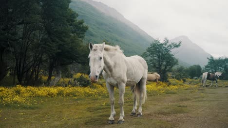 Weißes-Wildpferd-Auf-Nebligem-Himmelshintergrund-In-Patagonien,-Argentinien