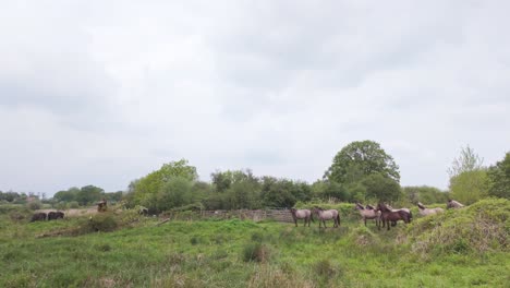 Manada-De-Ponis-Salvajes-De-Brezales-Se-Reúnen-En-El-Sendero-De-La-Reserva-Natural,-Suffolk