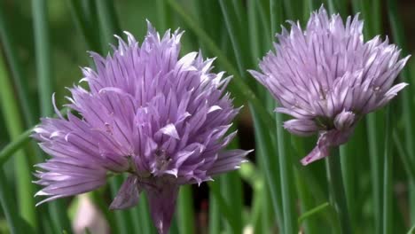 Closeup-of-Chive-flowers.-Spring.-UK