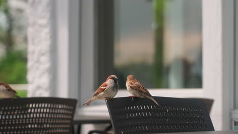 A-flock-of-sparrows-on-the-chairs-outside