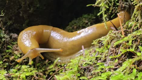 Yellow-Banana-Slug-Close-Up-at-Muir-Woods-National-Park-in-California,-USA