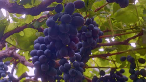 Finest-fresh-flavoursome-Brazilian-black-grapes,-harvest-fruit-picking