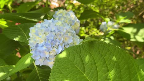 Close-up-of-a-blooming-blue-hydrangea-surrounded-by-lush-green-leaves-on-a-sunny-day