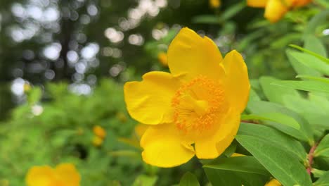 Bright-yellow-flower-in-a-green-garden-on-a-sunny-day