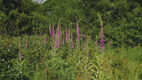 Gran-Grupo-De-Dedaleras,-Digitalis-Purpurea.-Primavera.-Reino-Unido