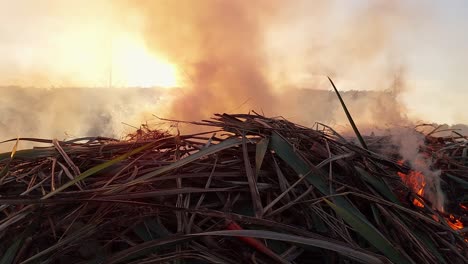 Ein-Haufen-Flachsblätter-Wird-Bei-Sonnenuntergang-Verbrannt