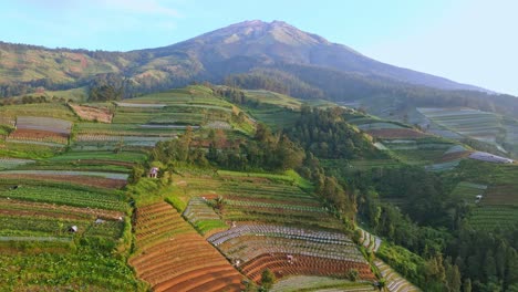Drohne-Etabliert-Plantage-Im-Hochland-Von-Indonesien,-Landwirtschaftliche-Felder