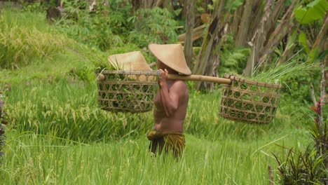 Un-Agricultor-Llevando-Cestas-De-Plántulas-De-Arroz-Fresco-En-Las-Exuberantes-Terrazas-De-Arroz-De-Tegallalang,-Bali,-Indonesia.