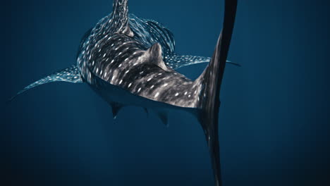 Schwanzflosse-Rückansicht-Eines-Walhais-Beim-Schwimmen-Mit-Gleißendem-Licht,-Das-Auf-Der-Haut-Funkelt
