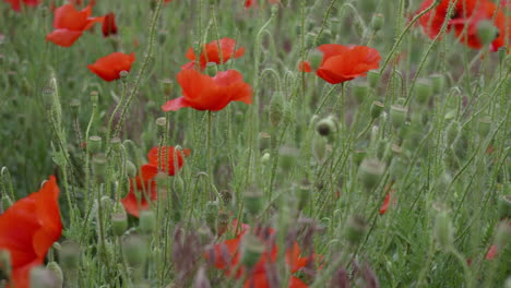 Amapolas-En-Un-Campo-De-Amapolas-En-Una-Tierra-Rural