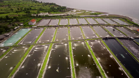 Shrimp-farming-ponds-in-Bali-on-north-coast,-Indonesia-aquafarming