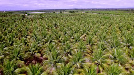 Campo-De-Plantas-De-Coco-Hasta-Donde-Alcanza-La-Vista,-Fondo-De-Cielo-Azul