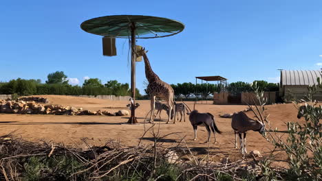 Animales-Africanos-Fauna-Jirafa,-Antílope-Eland,-Parque-Zoológico-De-Attica-Atenas-Grecia