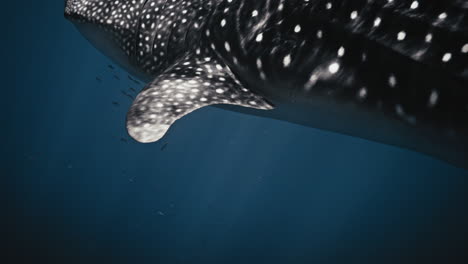 Light-shines-shimmering-across-whale-shark-in-slow-motion,-detailed-closeup-of-spots-on-skin