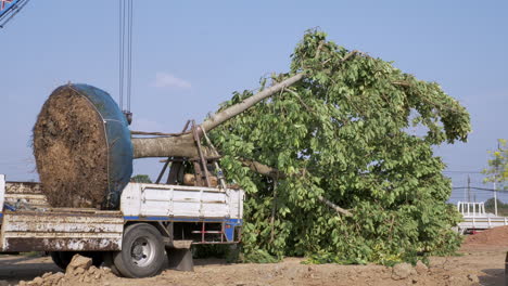 Gardeners-are-preparing-to-replant-a-huge-full-grown-tree-at-a-public-space-in-the-province-of-Chachoengsao-in-the-outskirts-of-Bangkok,-Thailand