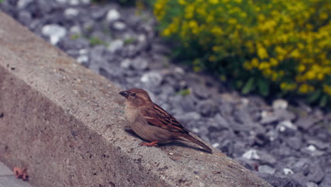 Spatz-Am-Straßenrand