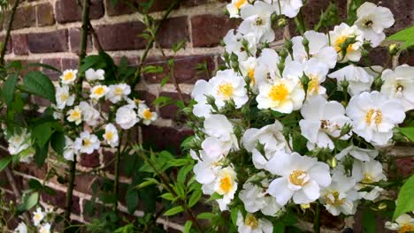 Rambling-rose,-Rosa-‘Rambling-Rector’-in-a-walled-garden