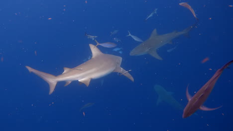 Verängstigte-Fische-Schwimmen-Vor-Bullenhaien-Davon,-Die-Auf-Der-Suche-Nach-Nahrung-Sind-–-Offenes-Meer