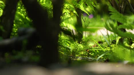 Whimsical-low-angle-ground-shot-of-birds-digging-through-dirt