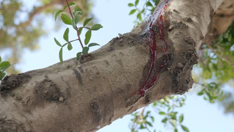 Fresh-blood-running-down-a-tree-trunk