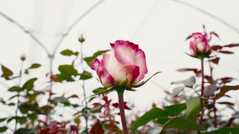 Rosa-Blanca-Con-Un-Poco-De-Rojo-En-Los-Pétalos