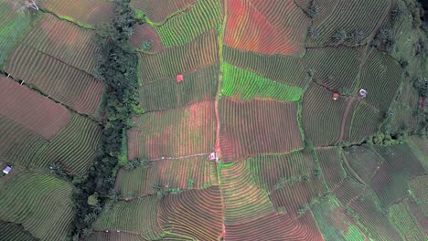 Panyaweuyan-plantation-terraces-dramatic-striped-agriculture-farm-crops-hugging-the-volcanic-hillsides-of-Indonesia-landscape